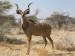 antilopa kudu